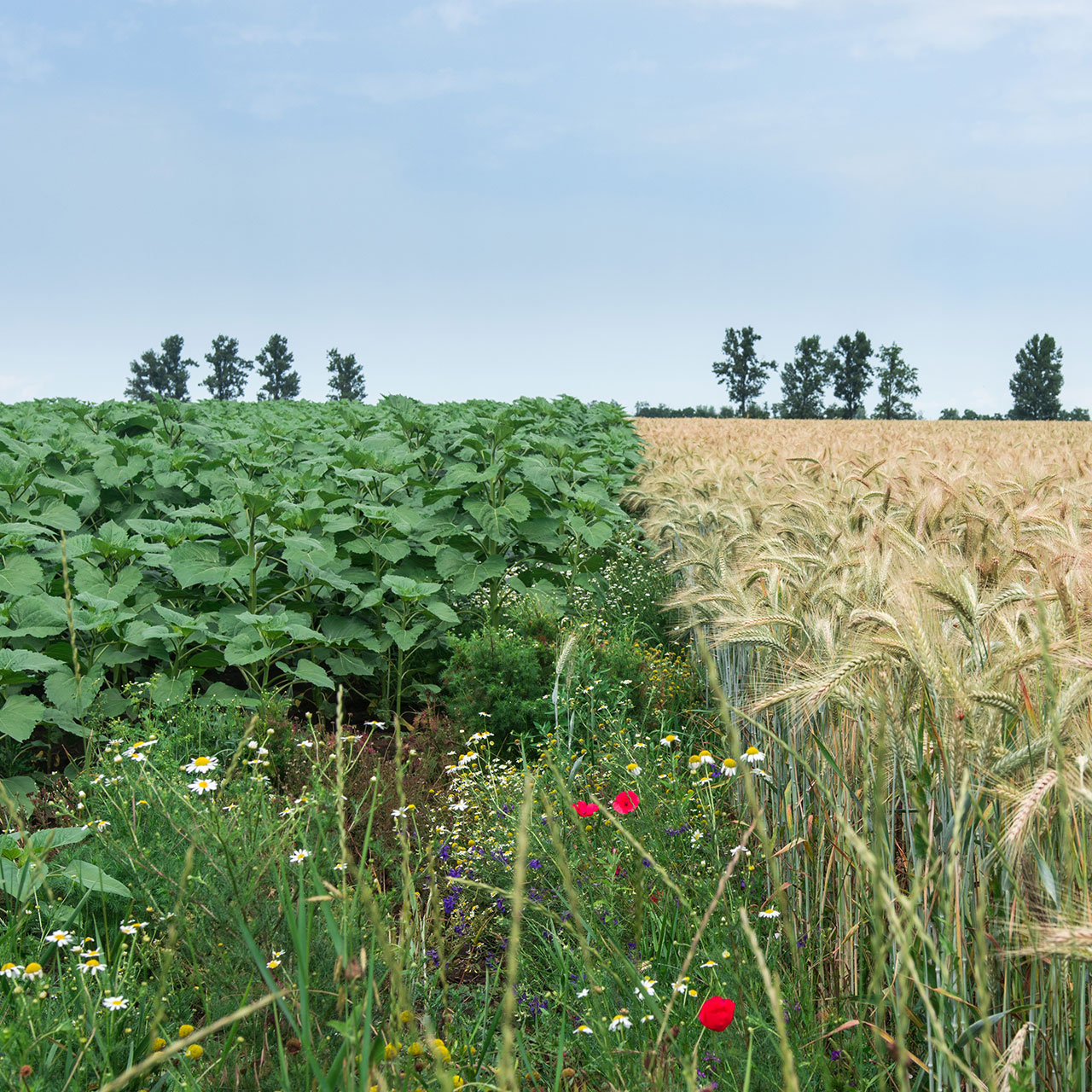 Weizen und Sonnenblumen