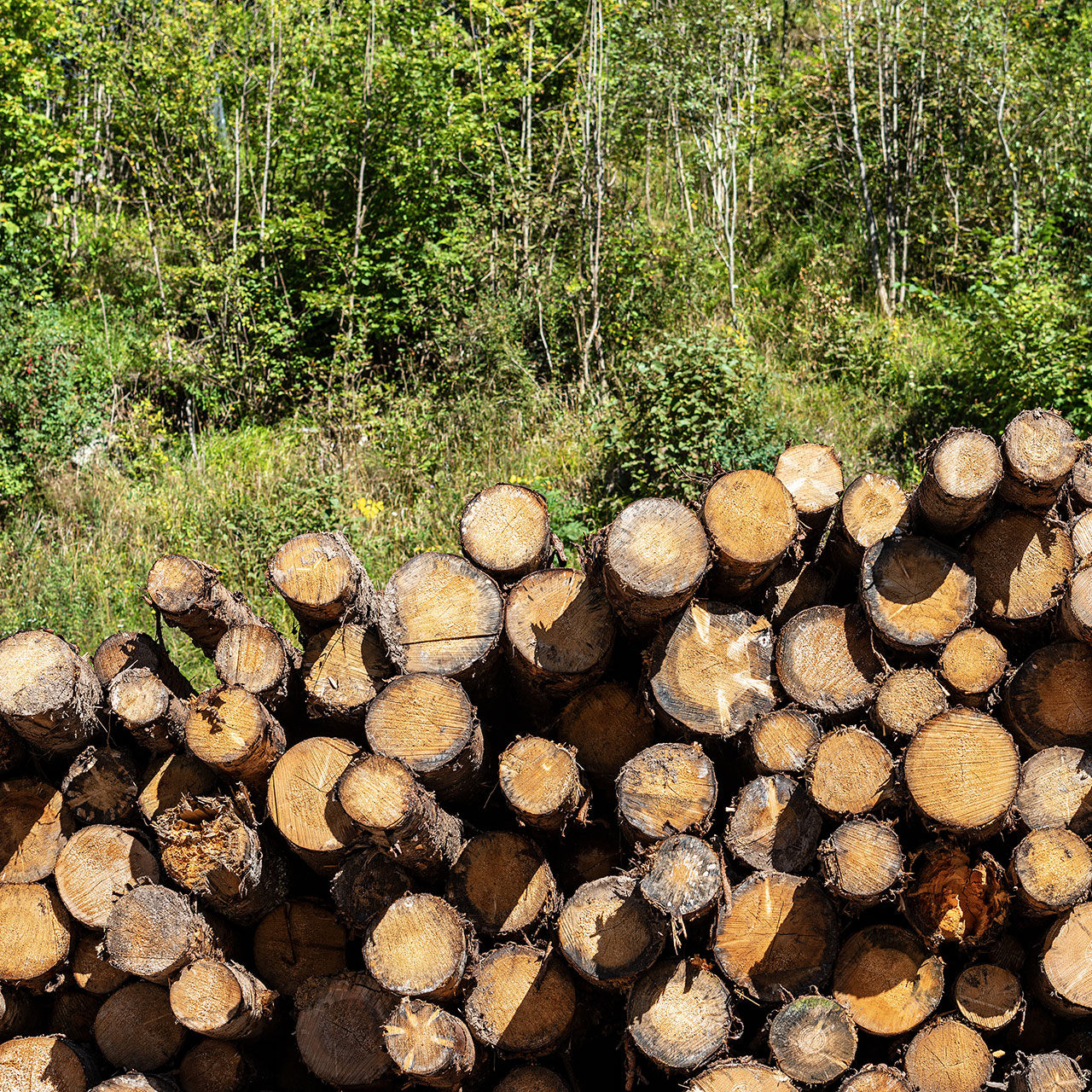 Kiefernstämmen mit grünen Bäumen im Hintergrund