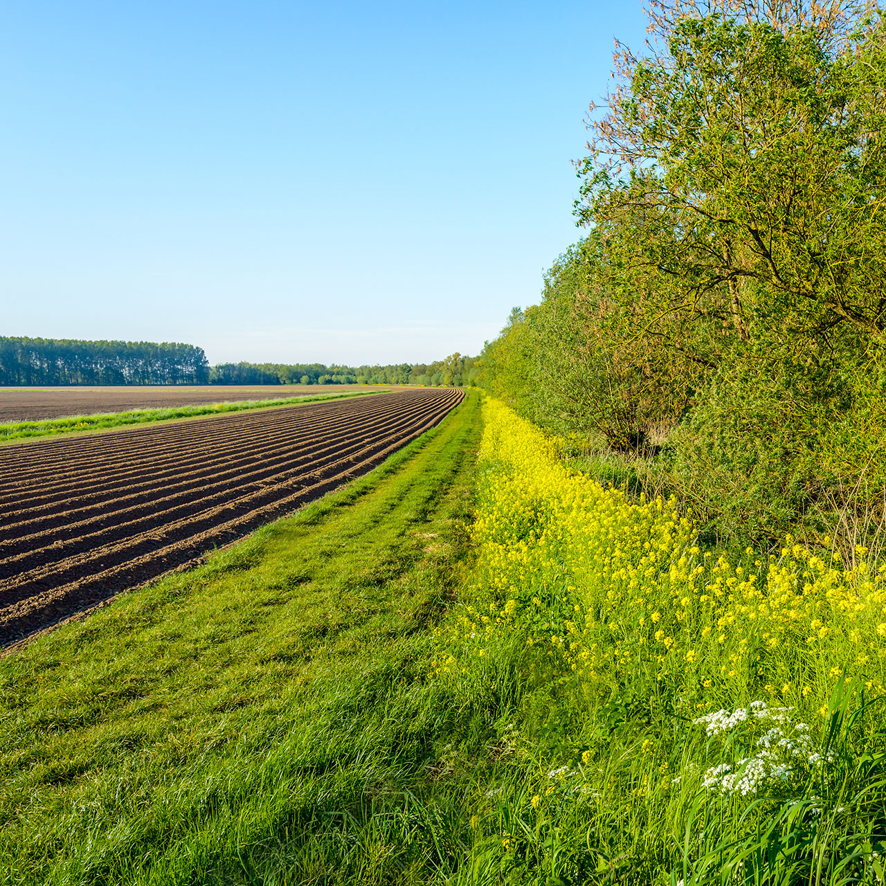 Frisch blühende Wildpflanzen entlang eines Feldes